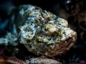 Monday Morning ... ! Devil Scorpionfish - Scorpaenopsis d... by Stefan Follows 